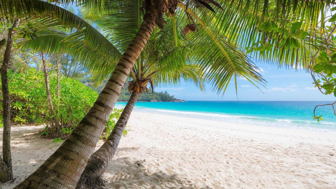 夏天大海海水棕榈树海滩岛屿风景4k壁纸