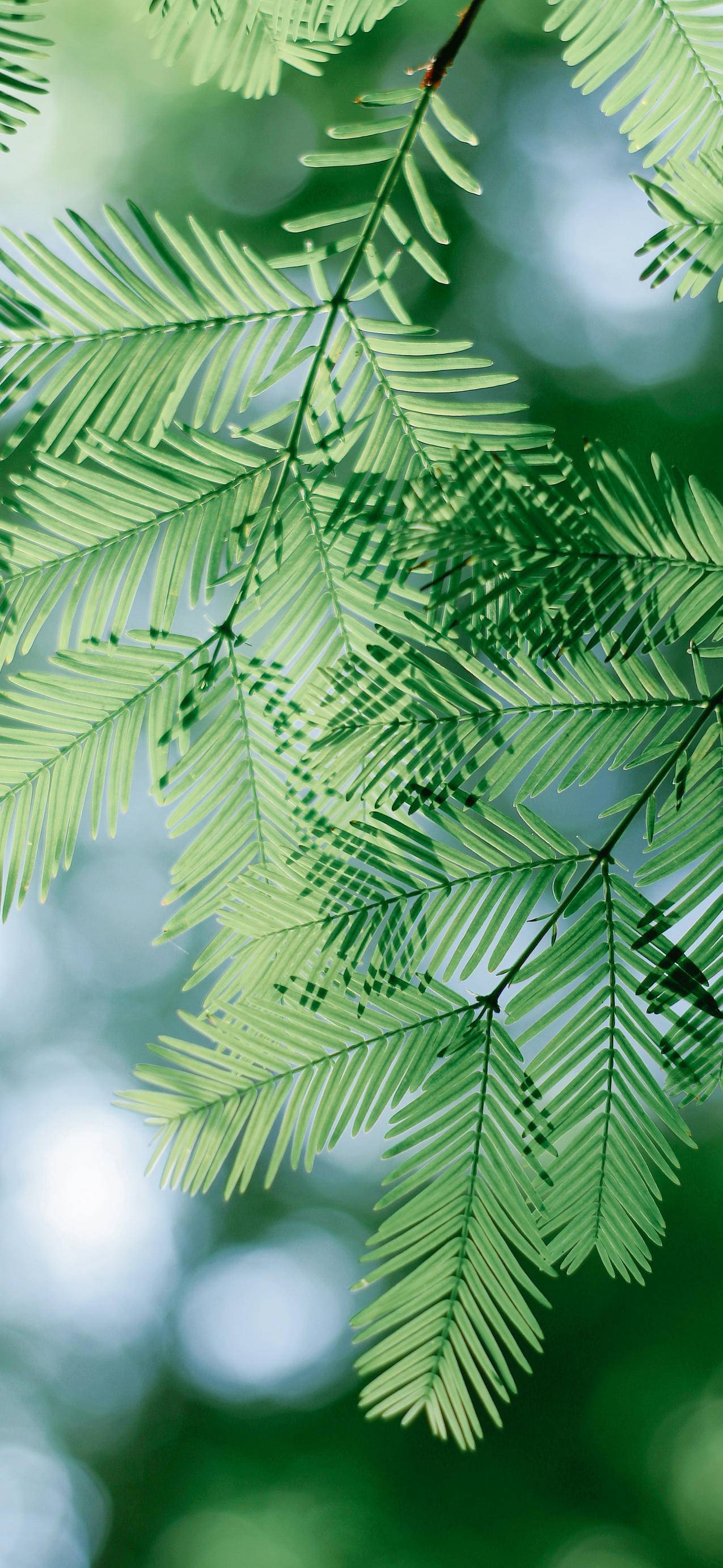 护眼 绿色植物树叶 4k手机壁纸图片