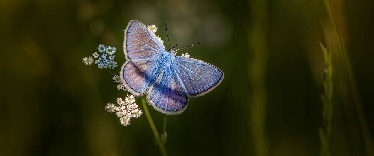 蓝蝴蝶 唯美 花朵 绿色草丛 5K 超清 壁纸