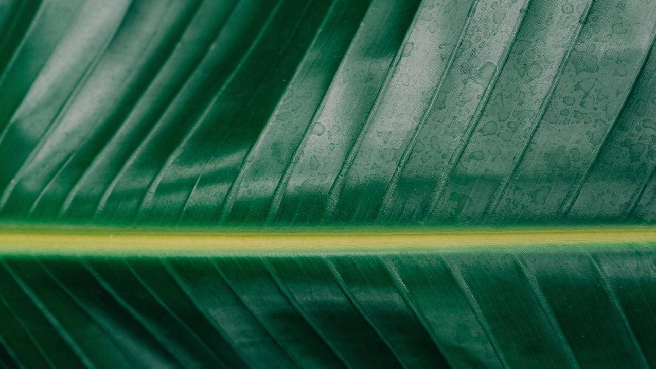 炫酷绿色植物4k壁纸