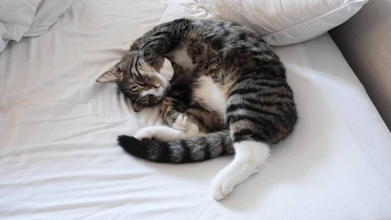 猫 床 睡眠 4K萌动物壁纸