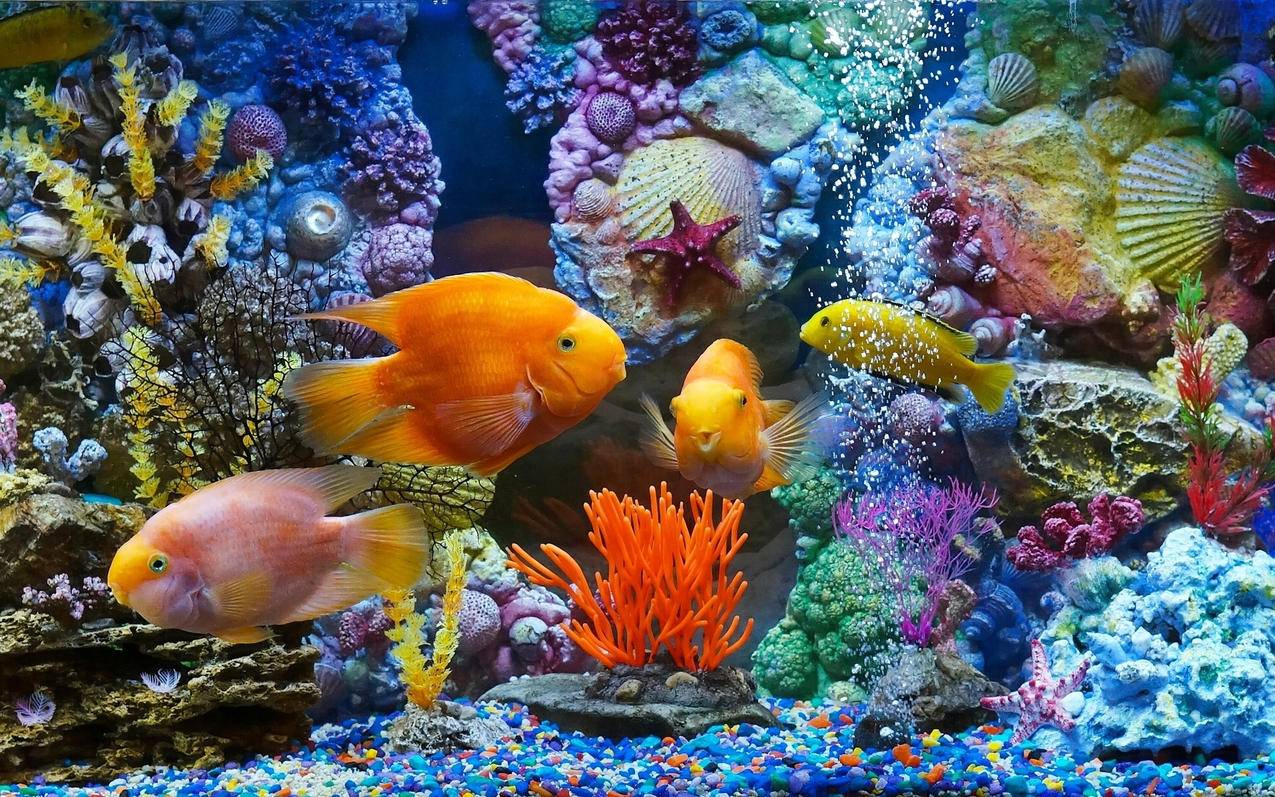 萌宠动物海底世界水族馆鱼高清壁纸