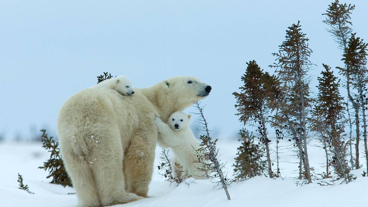 北极熊妈妈和宝宝4k壁纸