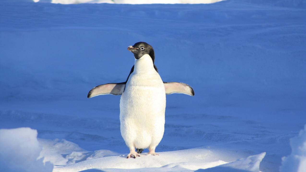 企鹅 蓝色 冰 4K动物图片