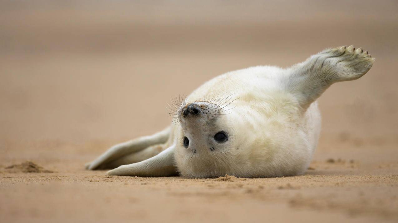 海滩上的灰海豹幼崽可爱4K动物壁纸