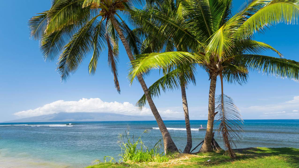 海棕榈树热带阳光海岸美国夏威夷风景4k壁纸