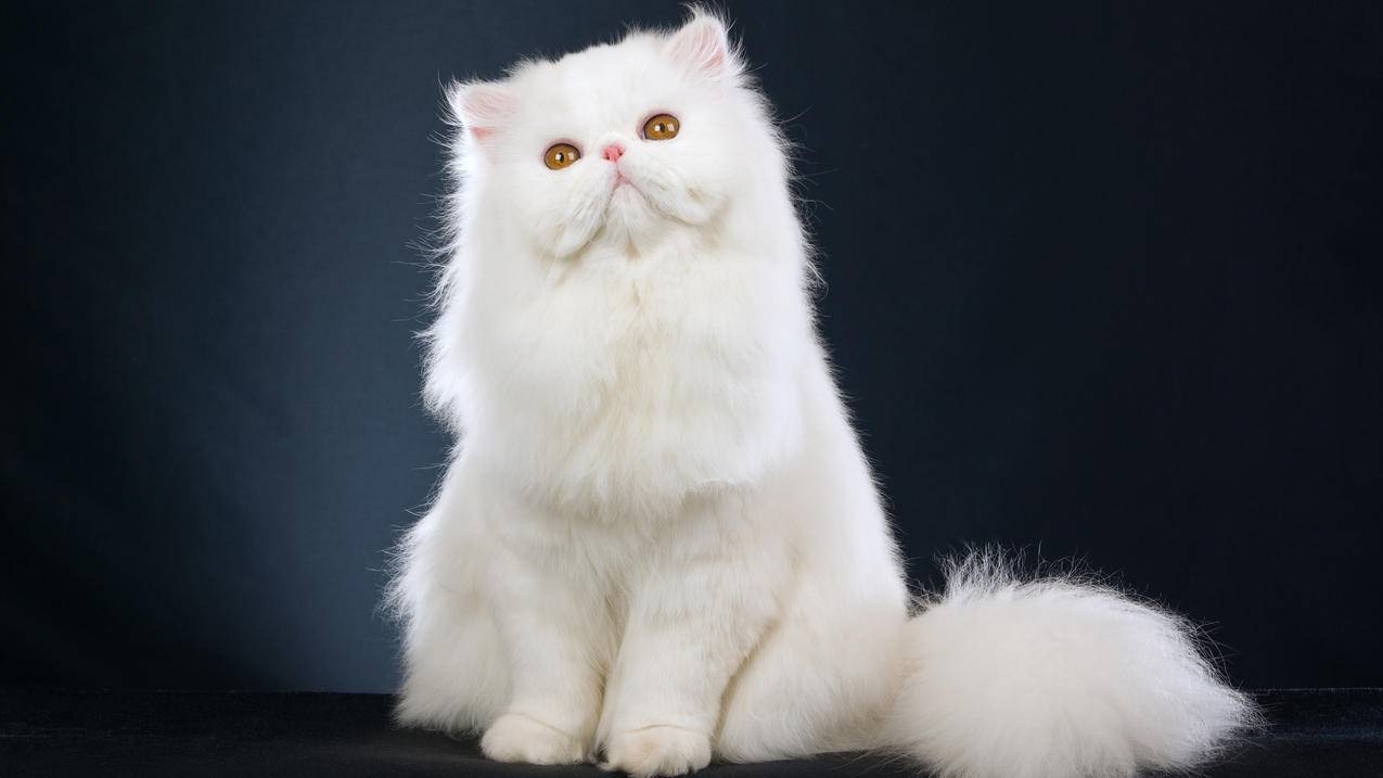漂亮 白色波斯猫 4K萌动物壁纸