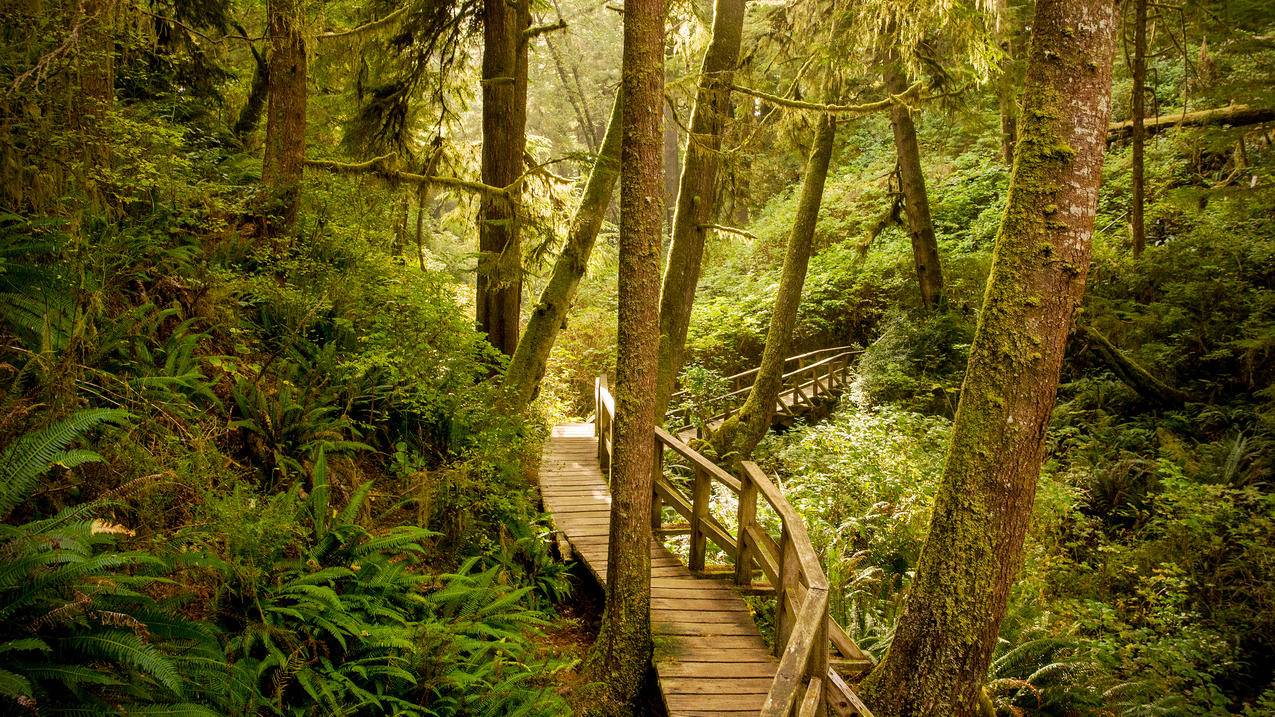 温哥华岛太平洋沿岸国家公园保护区美丽的森林风景4k壁纸