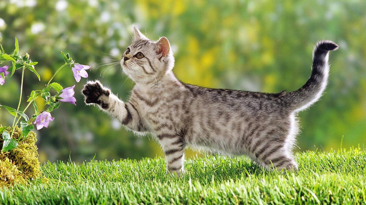 猫猫摸花 阳光 草地 可爱 4K高清壁纸