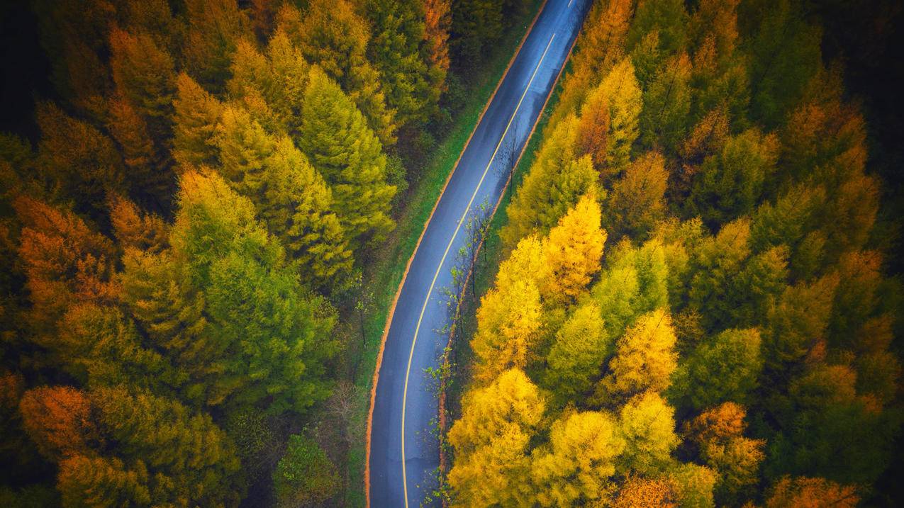 秋季 秋天 公路 4k 风景 壁纸