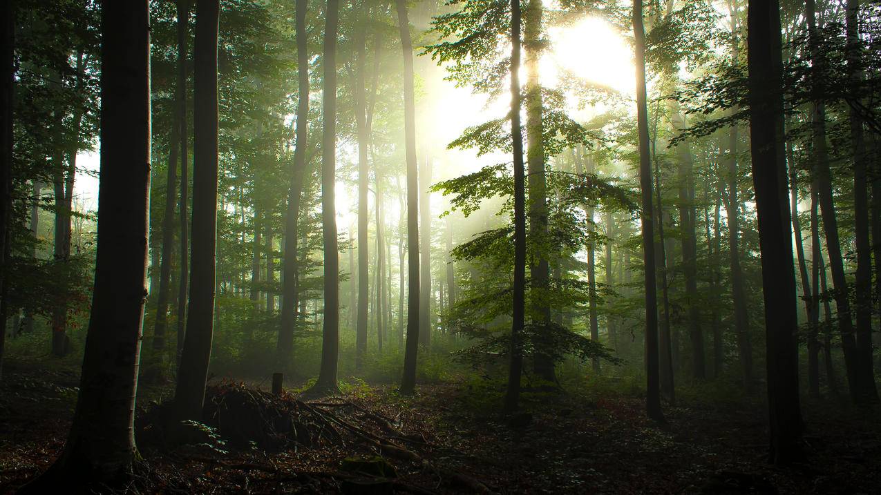 德国瓦尔登布赫斯图加特附近的森林早晨雾风景4k壁纸