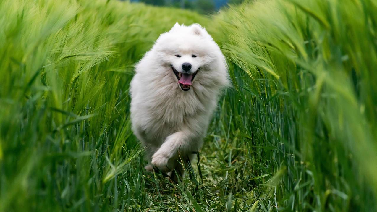 白犬 大狗 奔跑 绿色麦田 5K高清动物风景壁纸