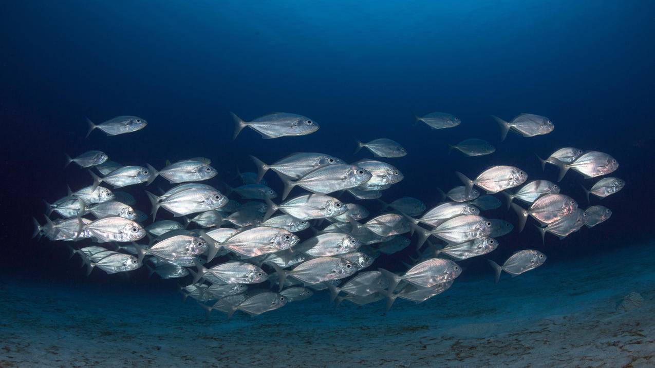 动物深海鱼群4k高清壁纸