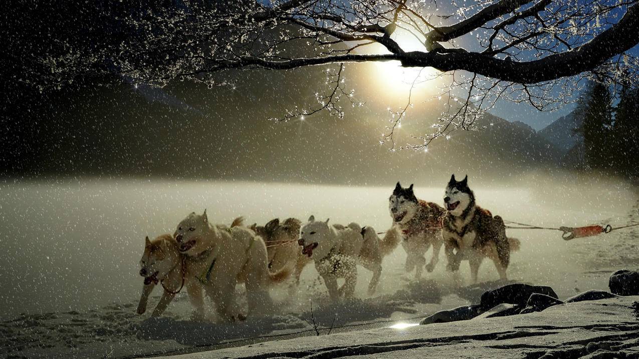 狗 哈士奇 冬天 寒冬 雪 雪橇 狗赛跑 4K动物图片