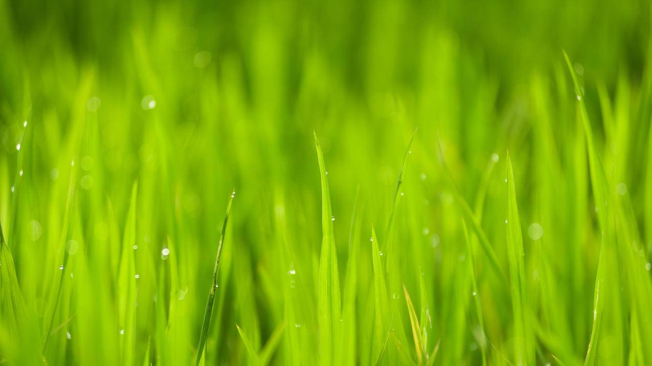 自然特写户外绿色水稻叶子露珠护眼4k壁纸
