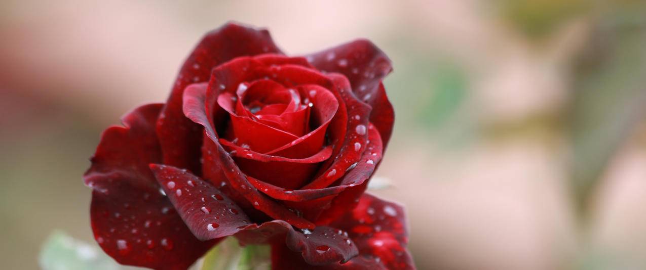 红色玫瑰花带鱼屏壁纸