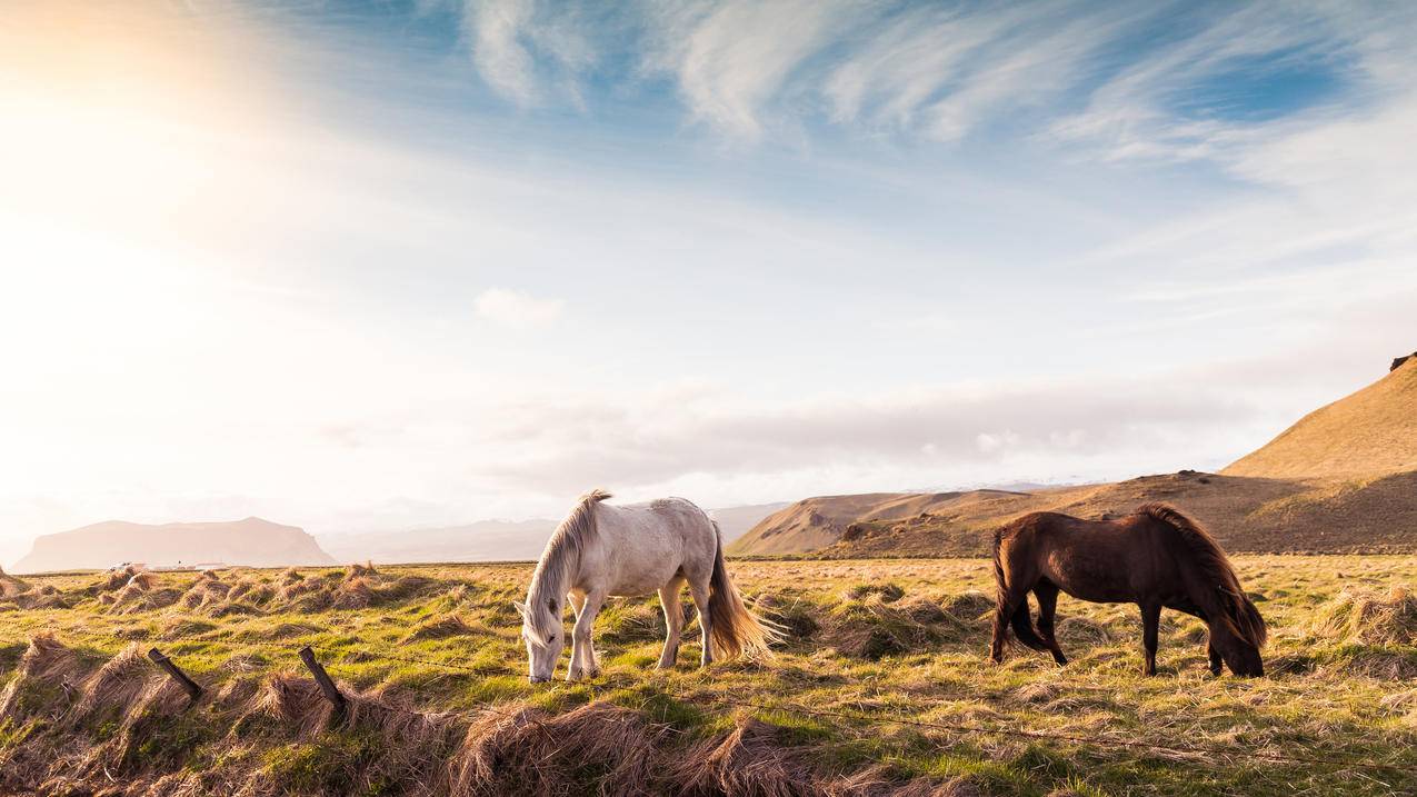 冰岛草地 白马 棕马 4K动物壁纸