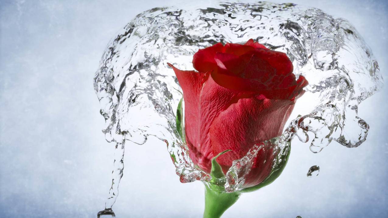 水中的玫瑰5k图片
