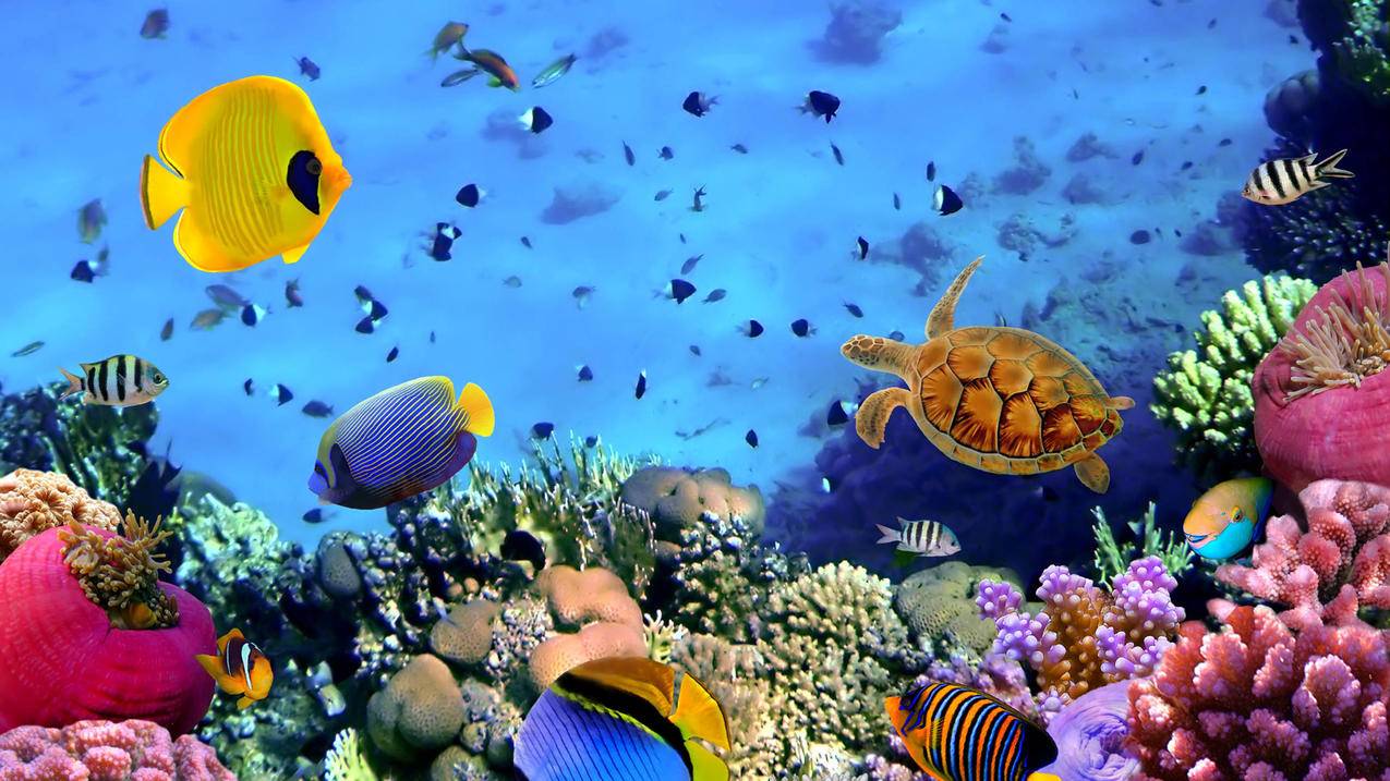海底世界海龟热带鱼5k壁纸