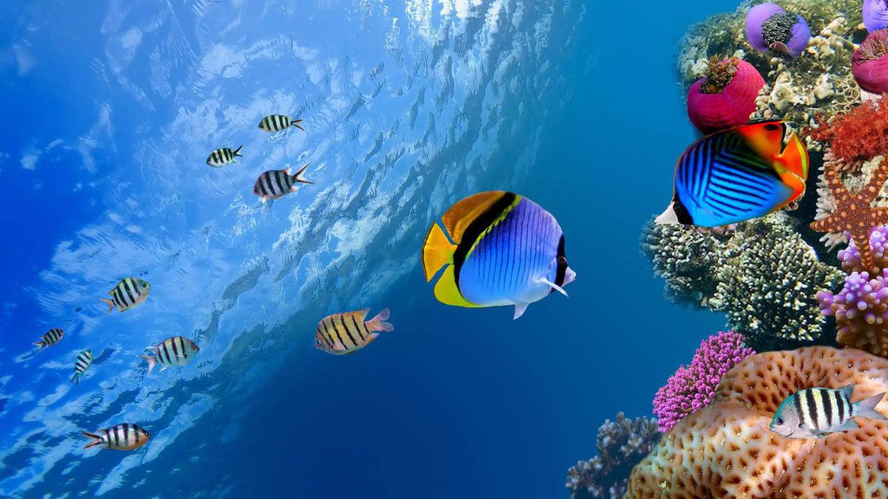 海底世界热带鱼5k壁纸