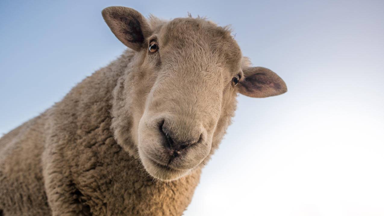 绵羊 好奇 农场 动物 农村 牧场 4K萌动物图片