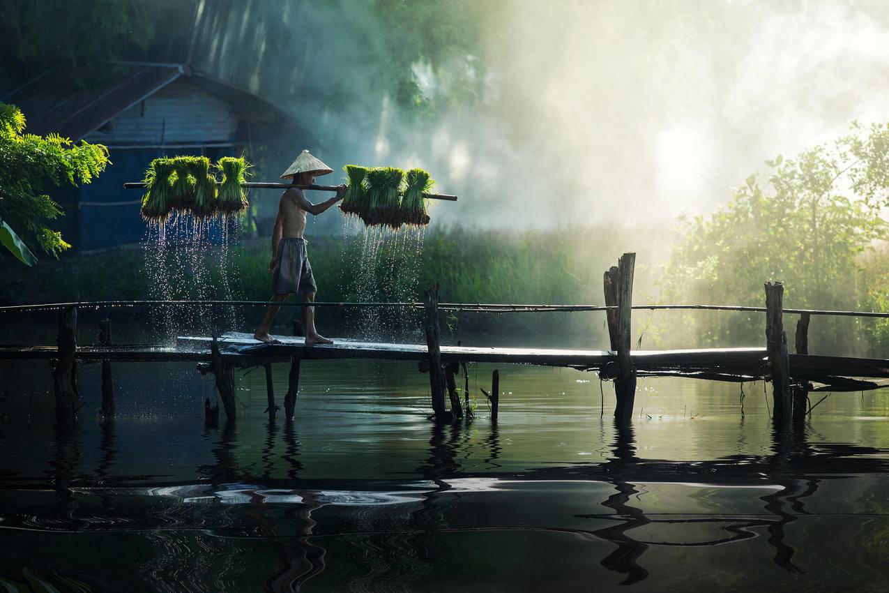 农民挑着秧苗行走在木桥上 清晨 湖水 雾 光 4K高清风景壁纸