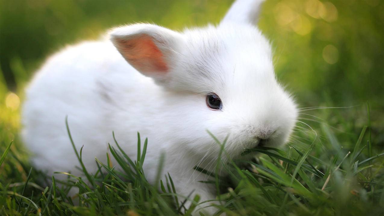 萌宠野生动物兔子可爱卖萌高清壁纸