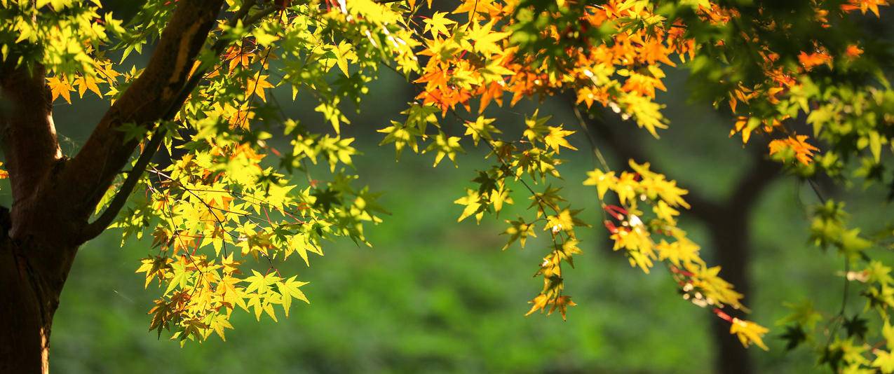 秋色 树叶 高清5k风景