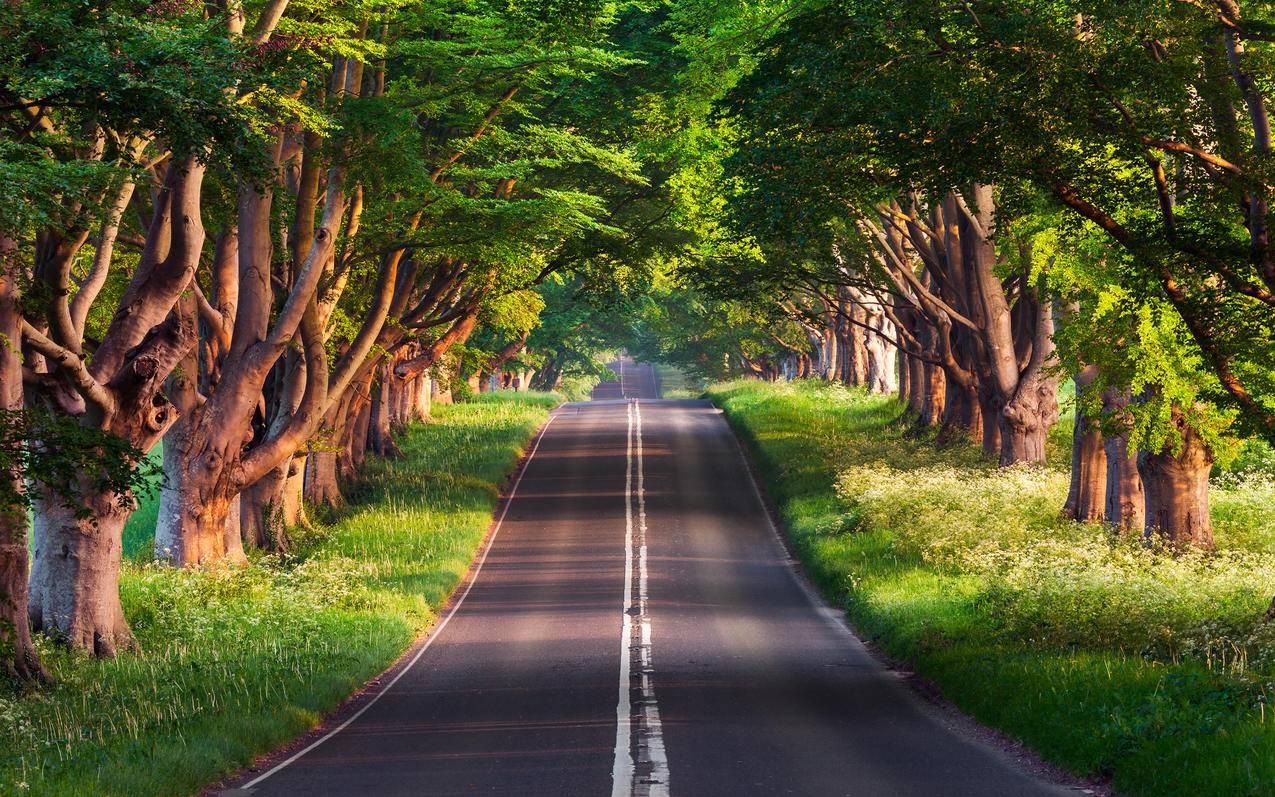 绿色森林公路 车机护眼高清壁纸3200x2000