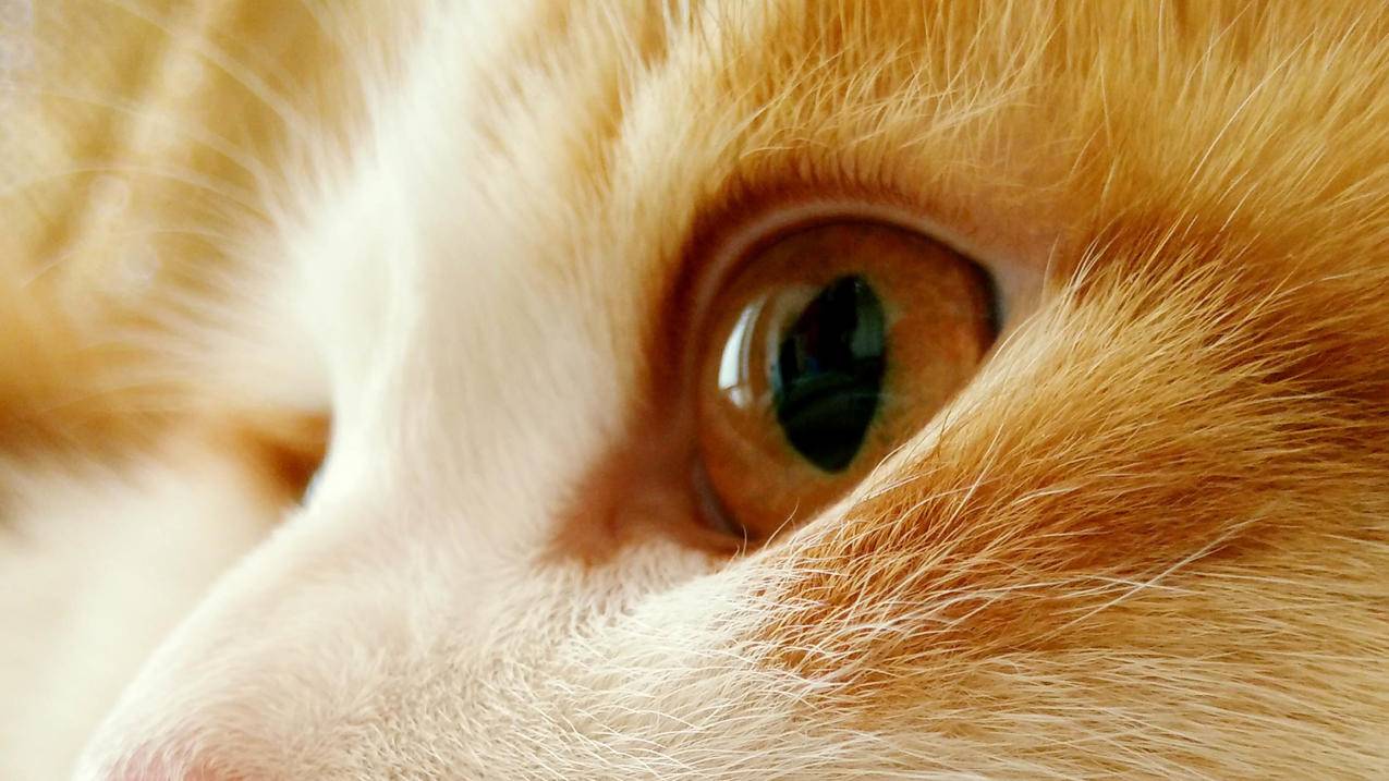 眼睛猫5k壁纸