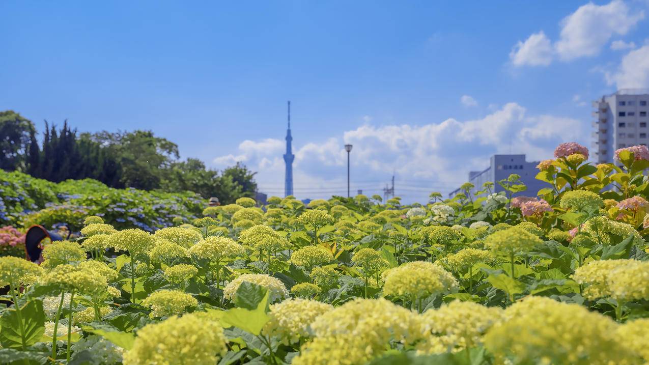 城市 鲜花 风景 4K电脑壁纸