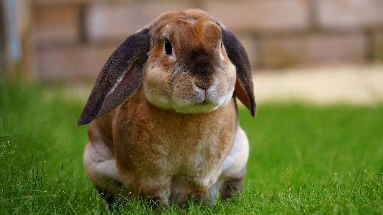 可爱兔子坐在草地上4k壁纸