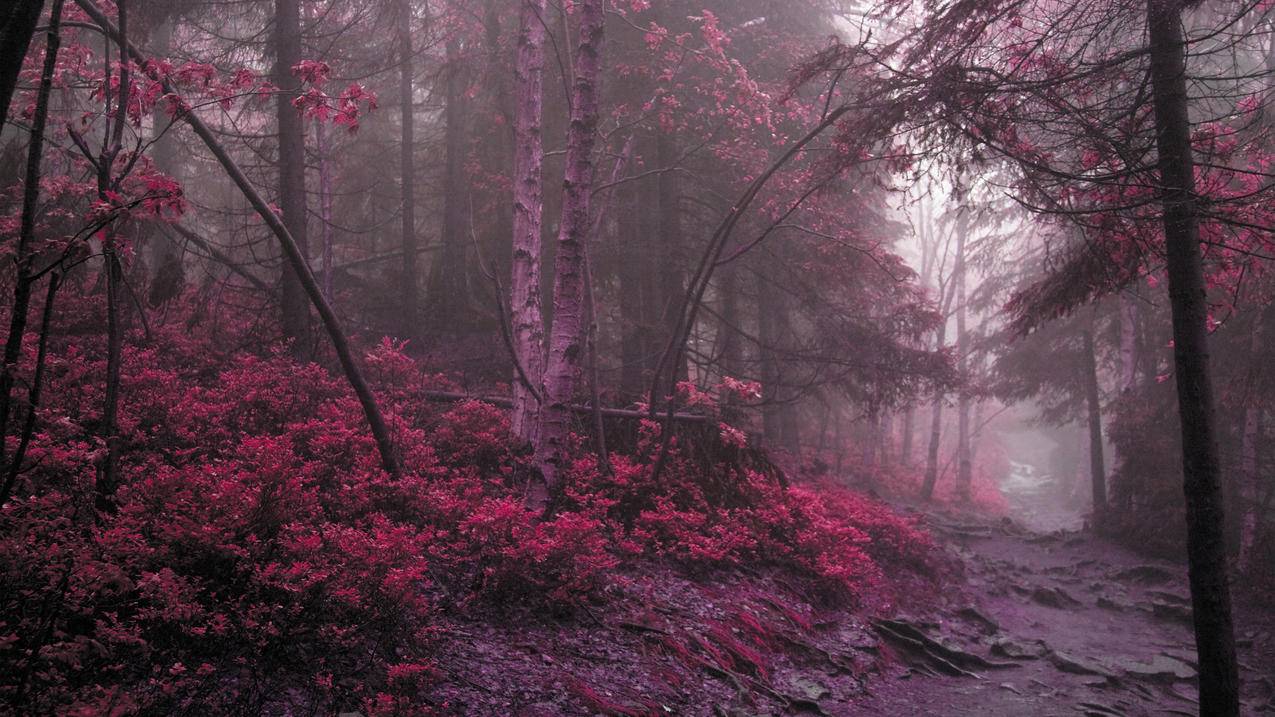 神秘树林红叶 4K风景高清壁纸