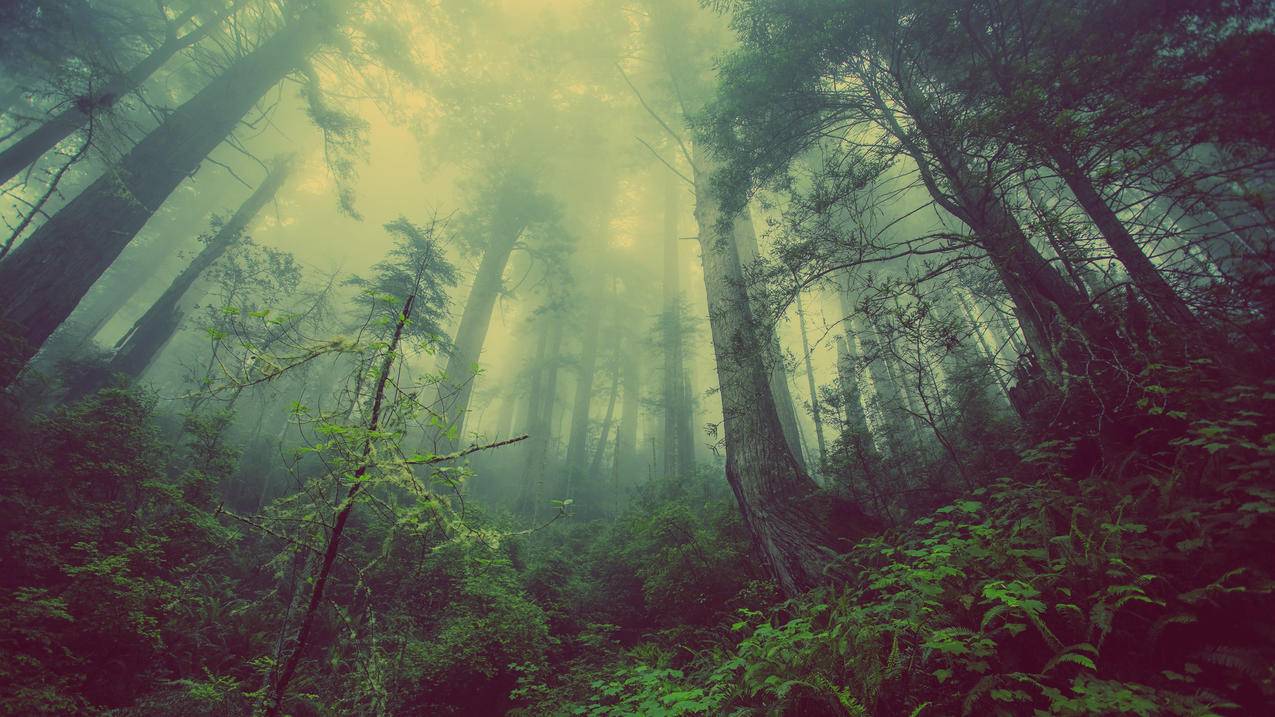 森林 雾蒙蒙 4K高清风景壁纸