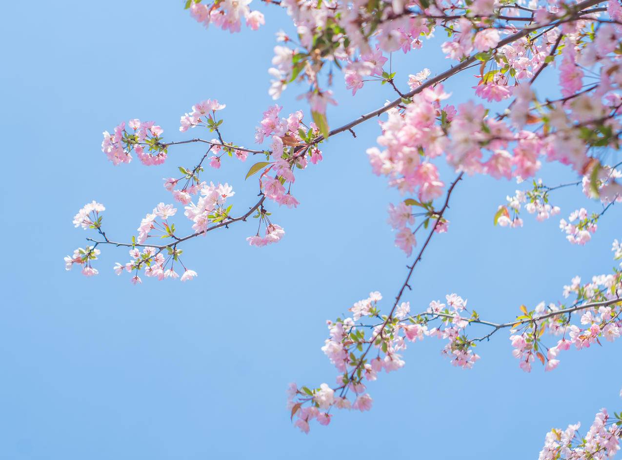 春天 粉色樱花风景4K电脑壁纸