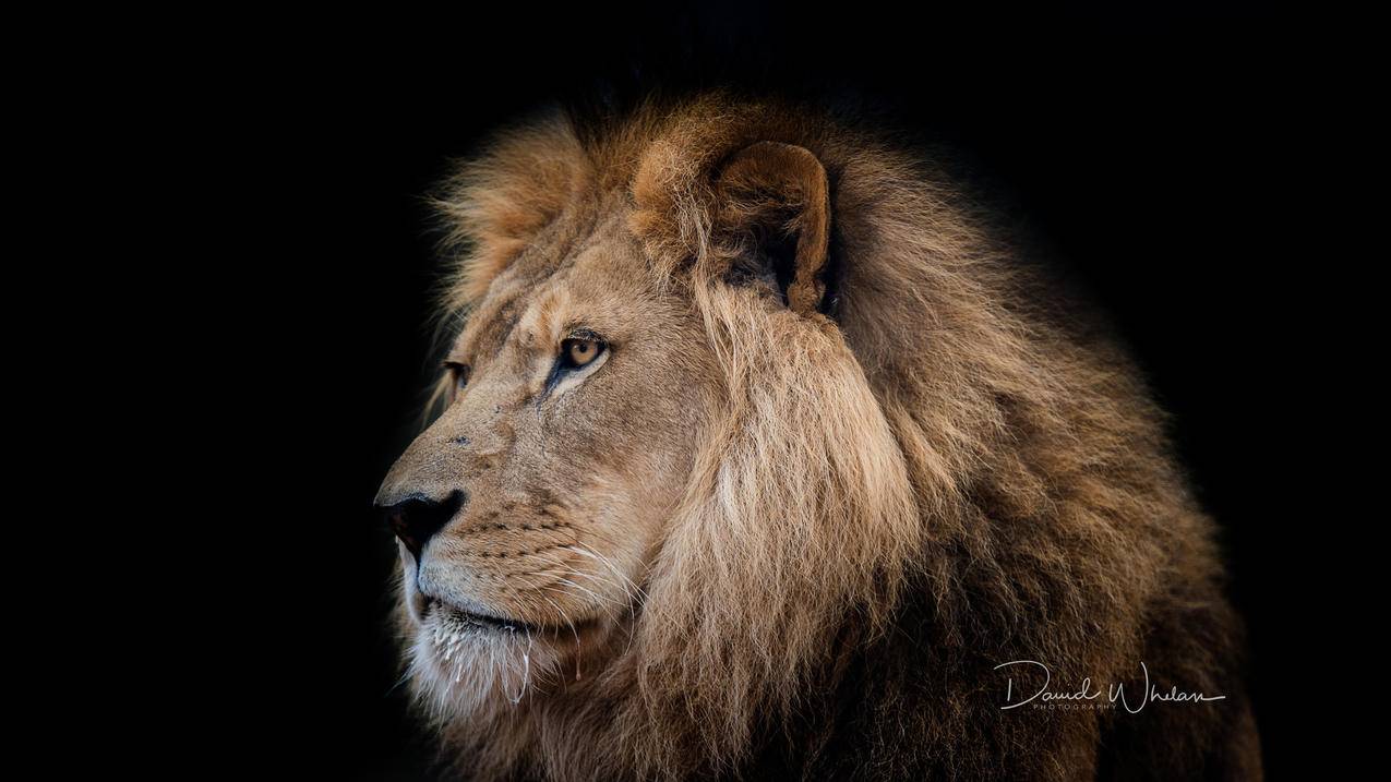森林之王 野兽 狮子 4K高清动物壁纸