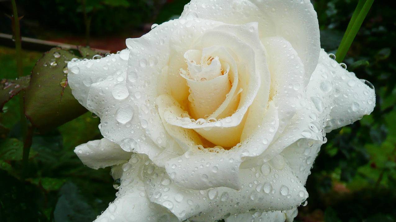 一朵白色玫瑰5k壁纸