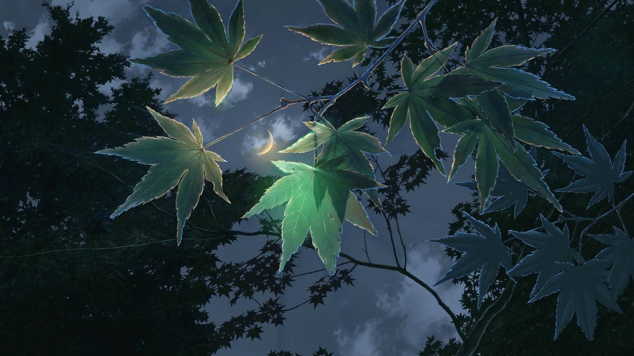 夜晚 叶子 透明 月光 树林 唯美 4K高清动漫风景壁纸