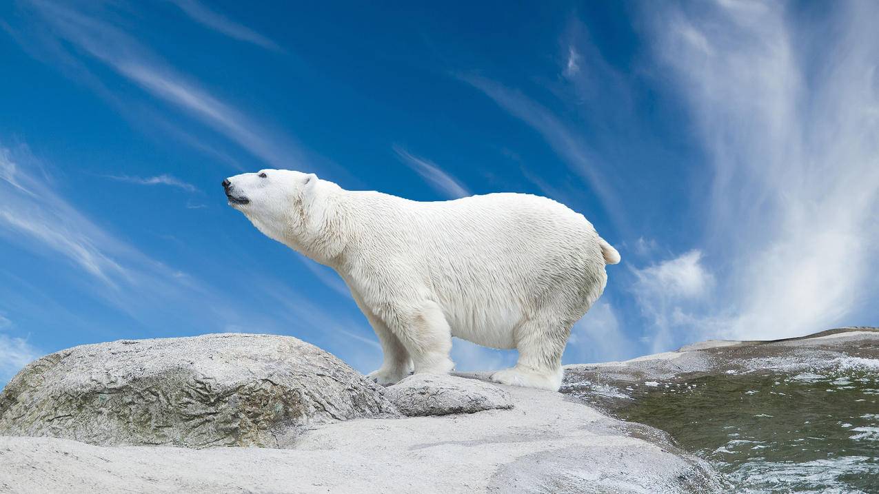 动物北极熊高清壁纸