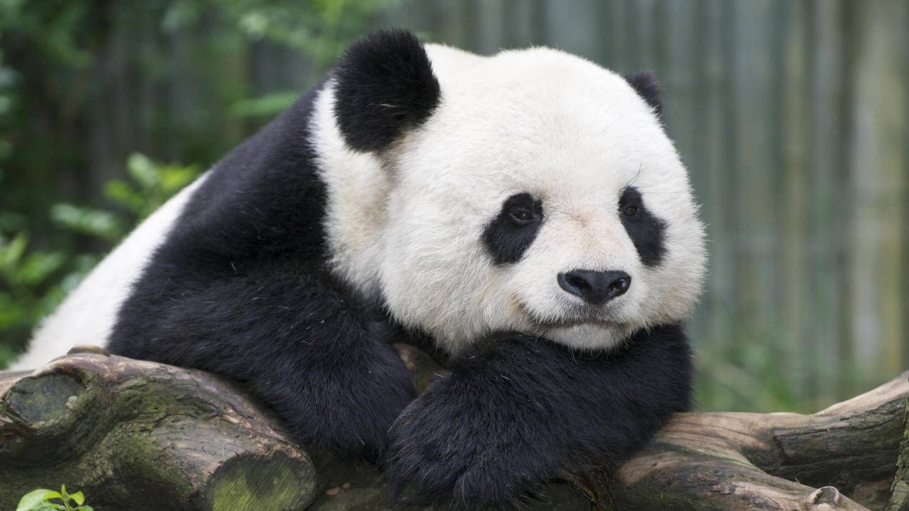 野生动物大熊猫5k壁纸