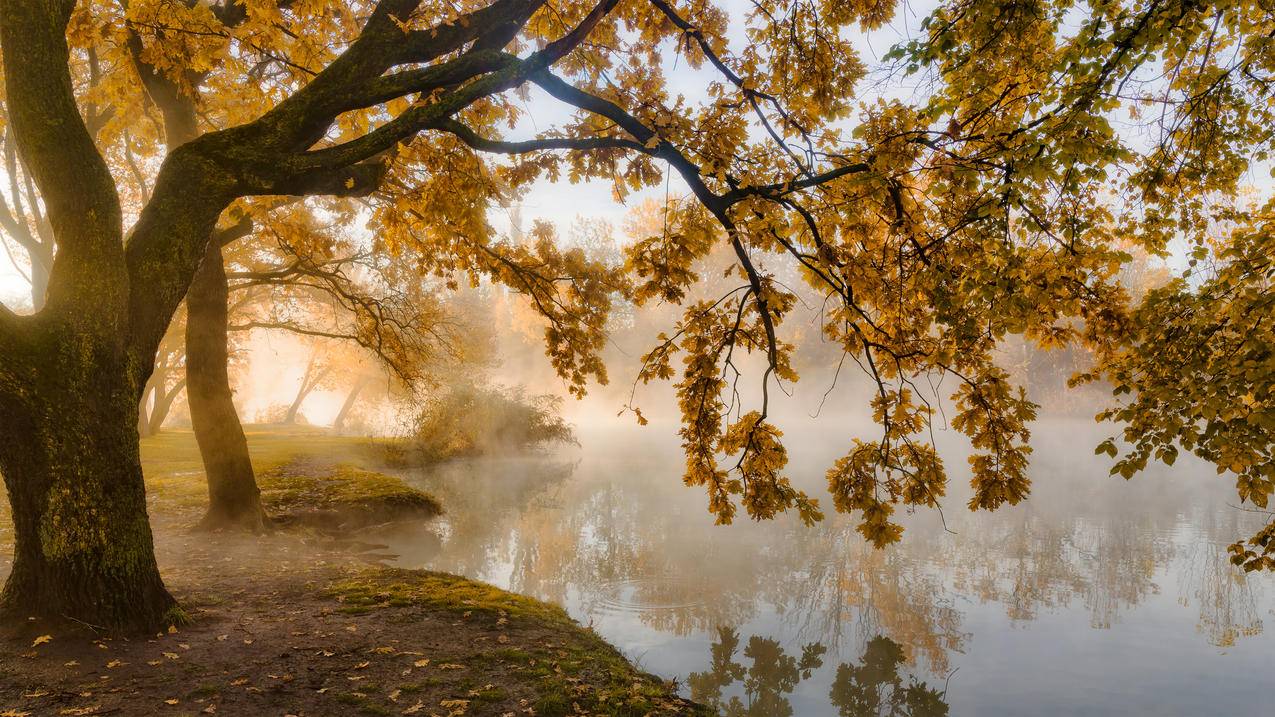 秋天的早晨 晨雾 黄叶 4k风景高清壁纸