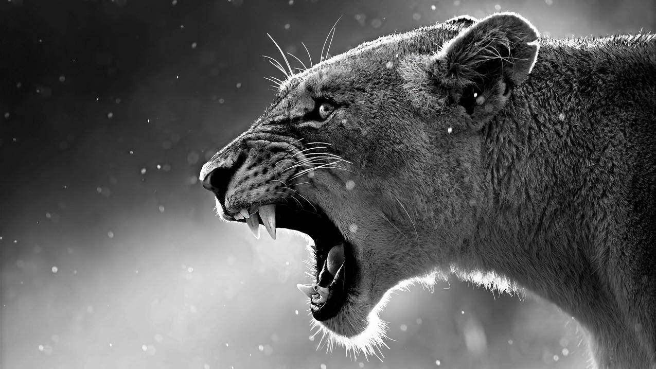 lion4k壁纸