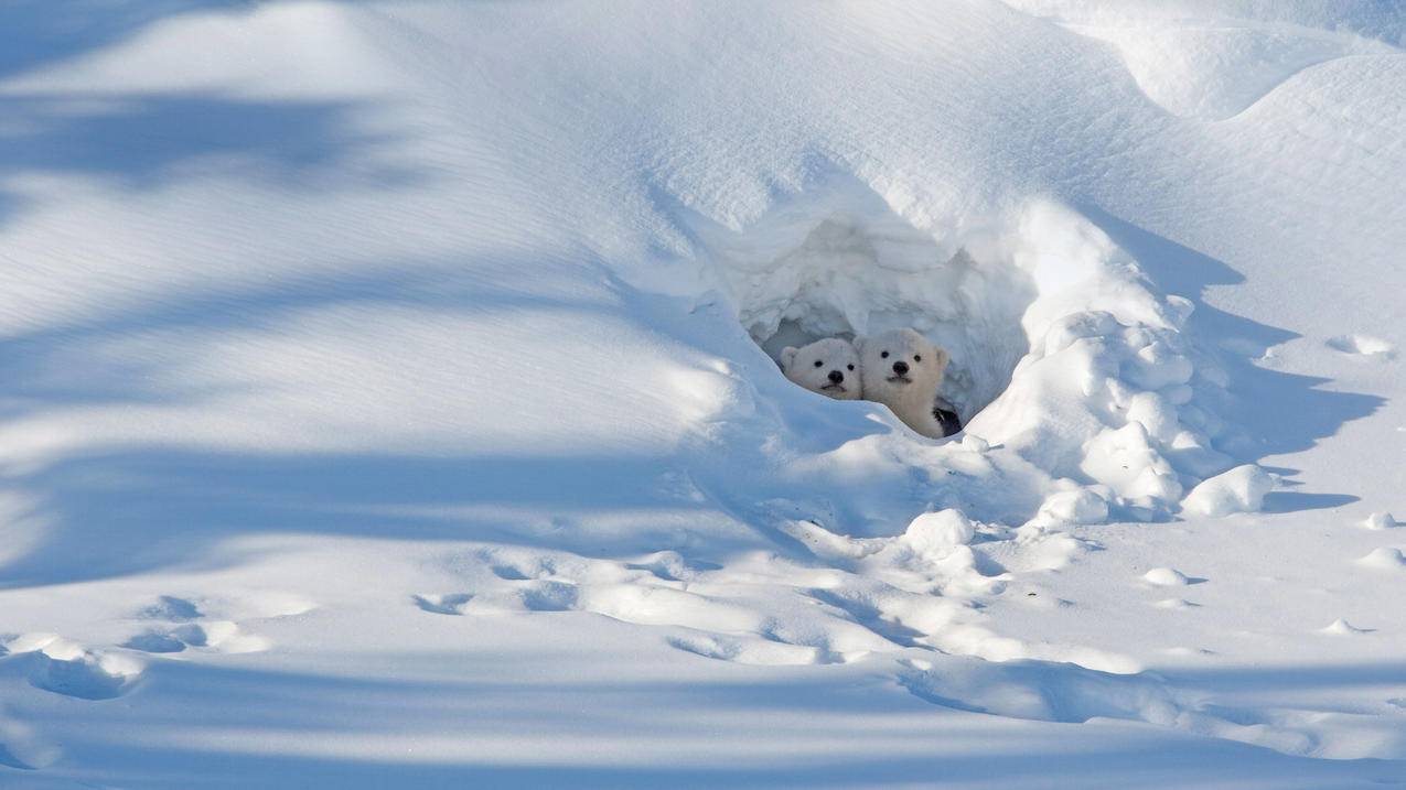 北极熊 宝宝 雪地 4k 动物 图片 壁纸