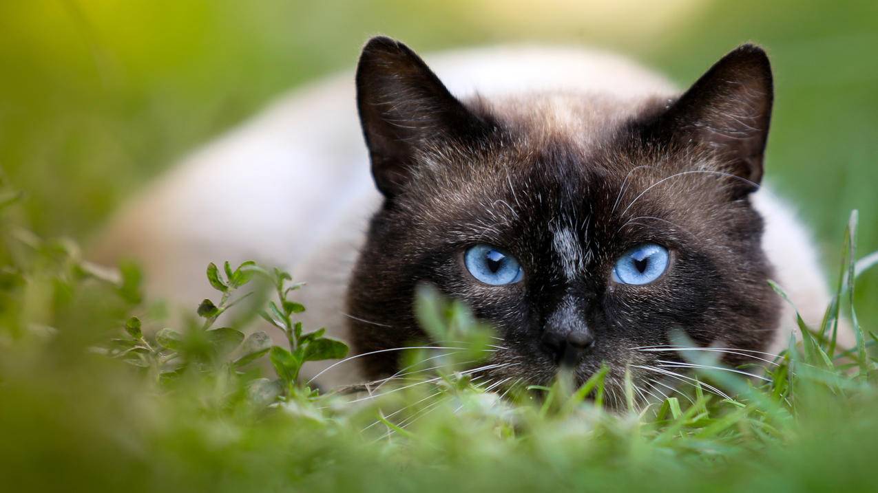 猫 绿色草地 蓝色眼睛的猫 4K高清萌动物壁纸