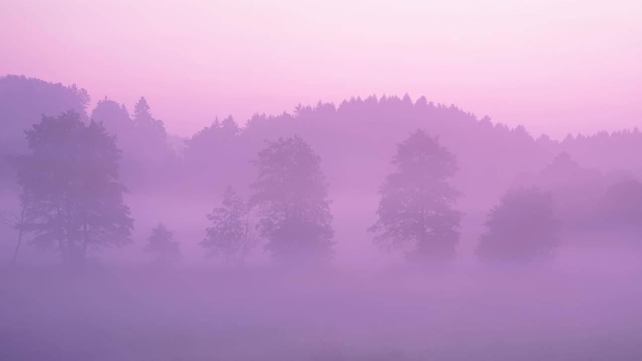粉色的森林 5k风景高清壁纸