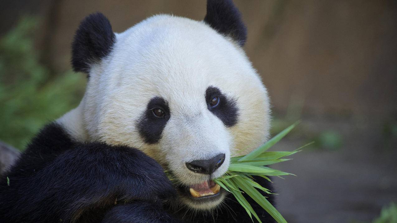 萌宠野生动物大熊猫国宝高清壁纸