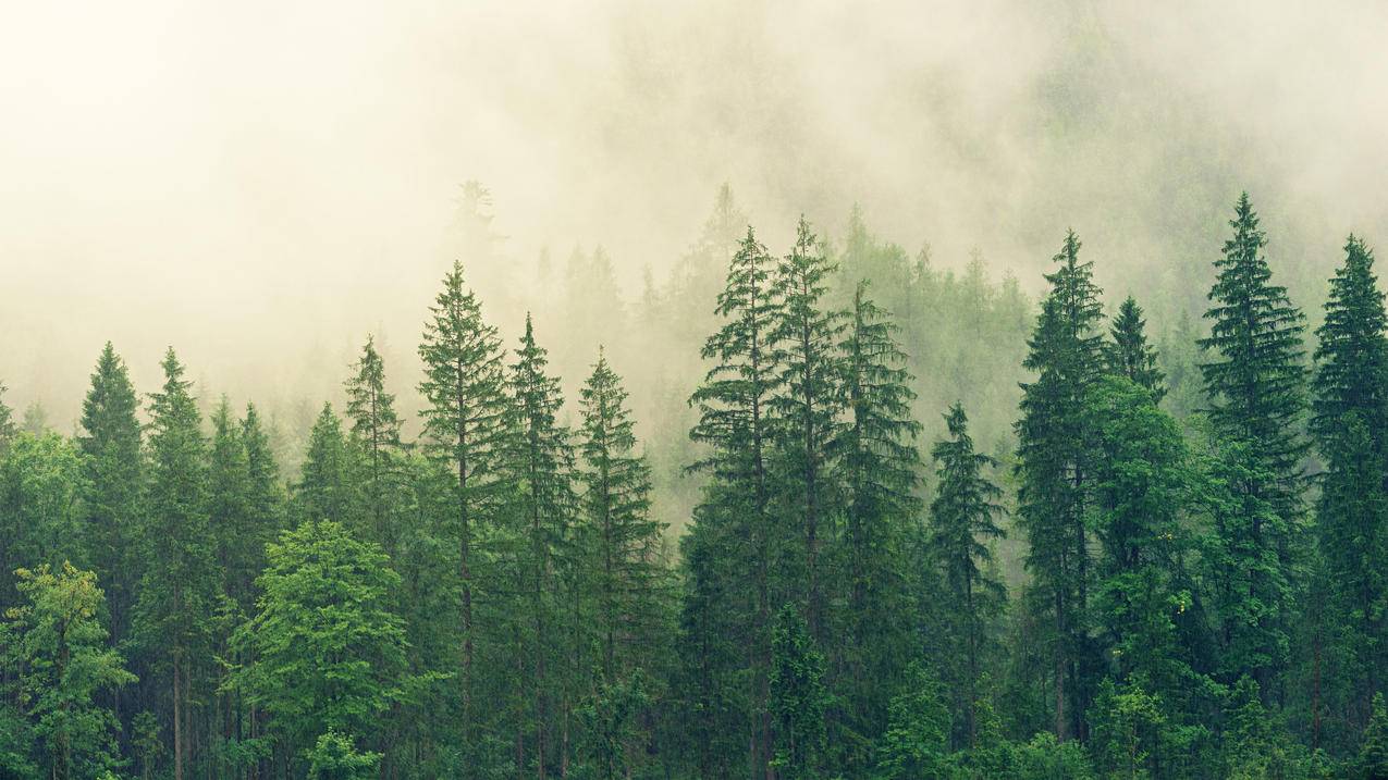 迷雾森林 绿色树林 4k风景高清壁纸