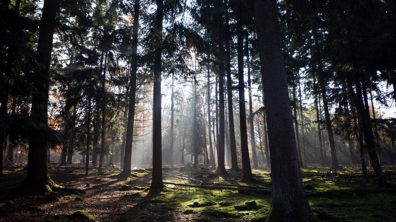 荷兰秋天的太阳穿过美丽的树林风景4k壁纸