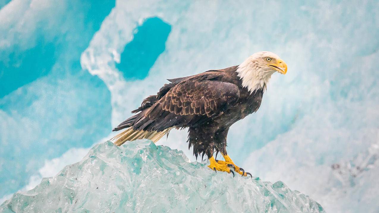 阿拉斯加冰山 鹰 冰块 4K高清动物壁纸
