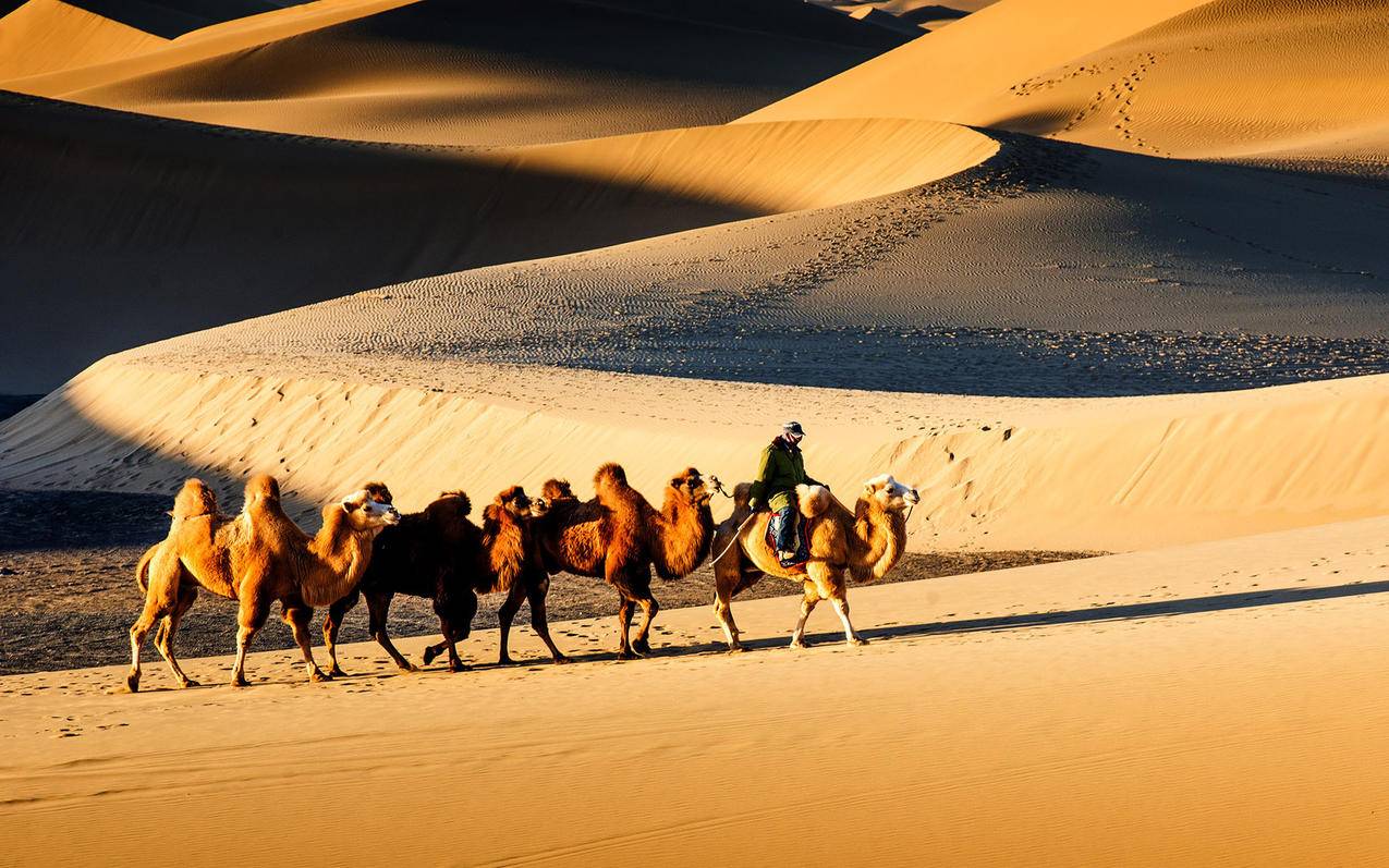 风景自然风景沙漠骆驼大气磅礴高清壁纸